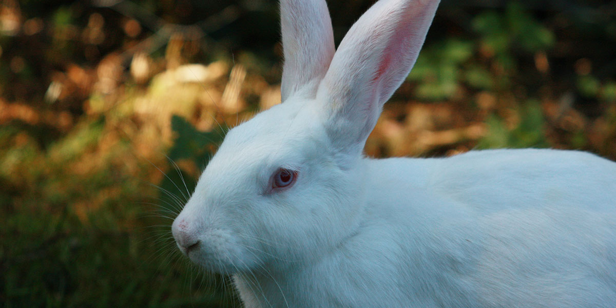 Mangimi Veronesi Feed - Raising Livestock - Rabbits