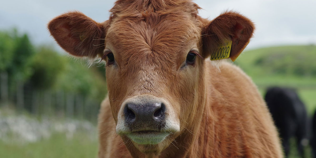 Mangime per bovini da carne, Allevamento, Veronesi