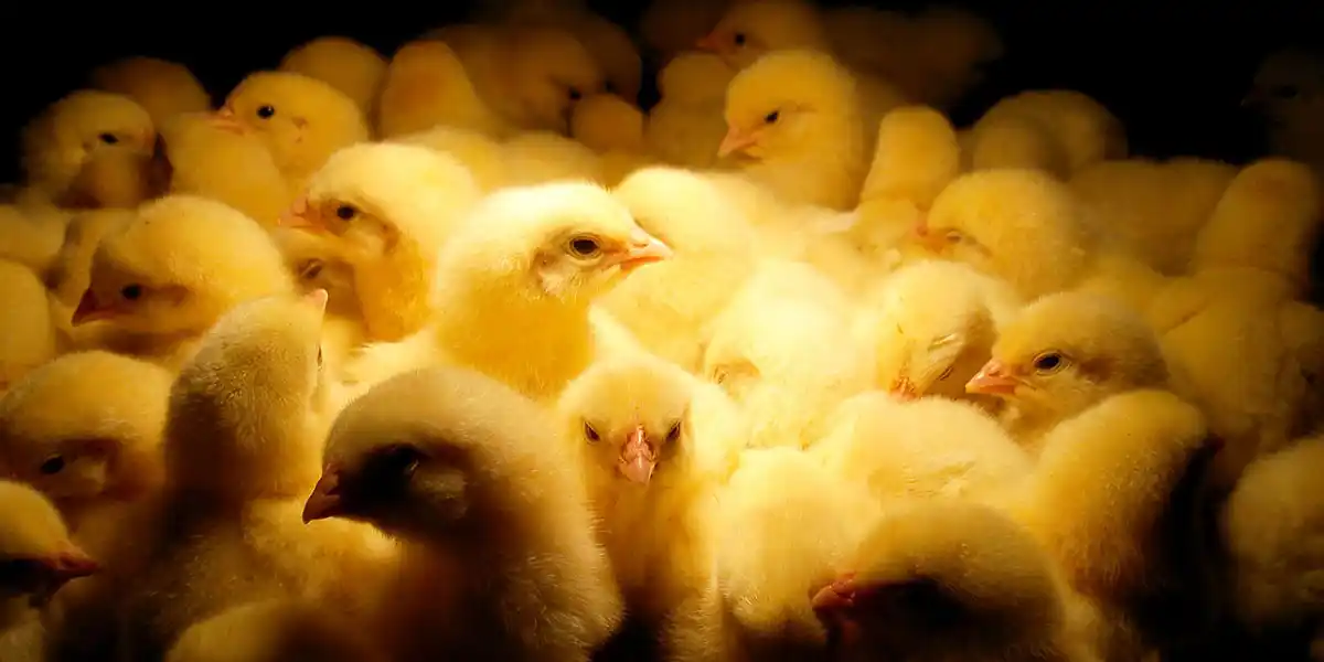 Mangime per Polli, allevamento Polli, Mangimi Veronesi Mangime per Polli, Allevamento, Veronesi