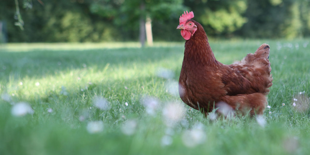 Mangime per galline ovaiole - Favorisce la produzione di uova - 10