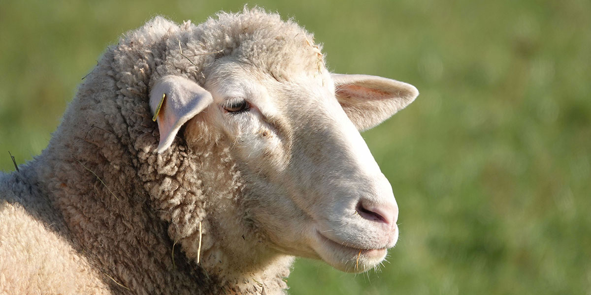 Mangime per ovini, mangime per capre, mangime per pecore, allevamento ovini, Mangimi Veronesi Mangime per ovini, mangime per capre, mangime per pecore, allevamento ovini, Allevamento, Veronesi