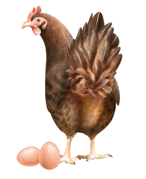 Mangime per galline ovaiole, allevamento galline ovaiole, Mangimi Veronesi